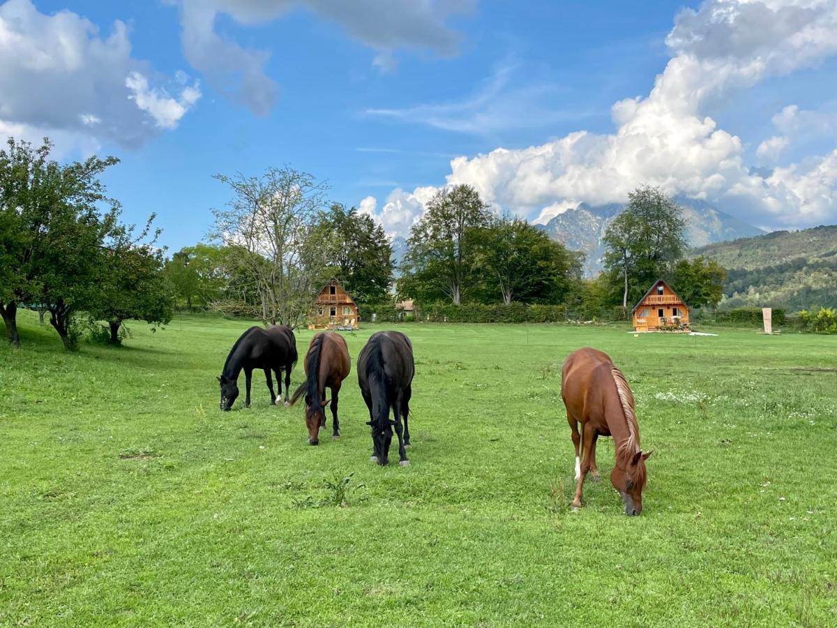 Agri Camp Dolomiti Apartment เบลลูโน ภายนอก รูปภาพ